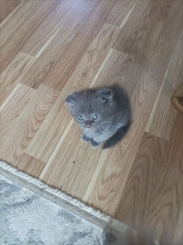 VAZ (LADA): Britan, Dişi, Yaxşı əllərə, Ödənişli çatdırılma — 4