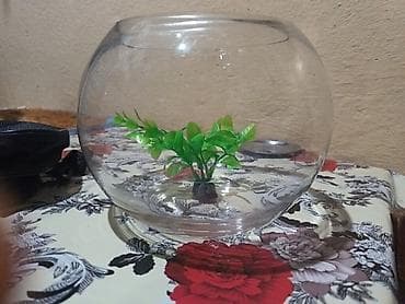 Heyvanlar: Şüşə akvarium qabı (balaca “fishbowl” tipli) - Material: şəffaf qalın — 2