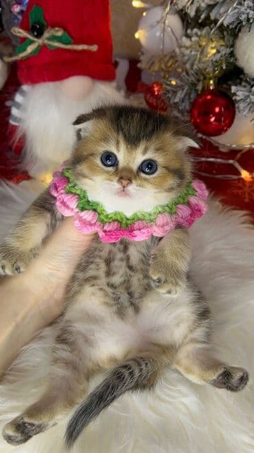 it cinsleri adları: Gold shinshilla skodish balalar — 2