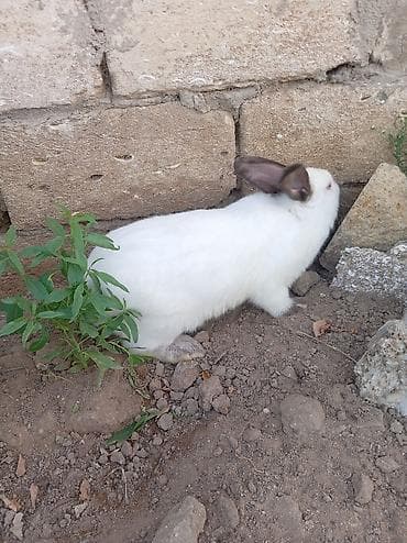 2 ayliq cuceler: Kaliforniya dovşan balaları. 30 günlük 8 manat — 1