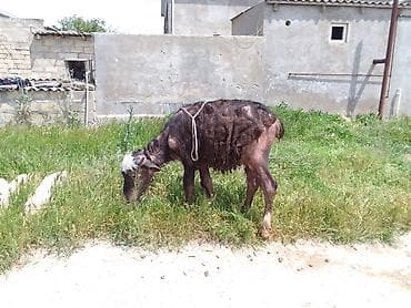 en gozel itler: Dişi, il: 1, 100 kq, Damazlıq, Südlük, Ətlik, Ünvandan götürmə, Ödənişli çatdırılma — 3