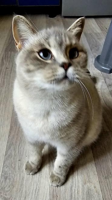 Британская