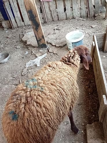 əmlik quzu: Salam tam sağlam damazdığ heyvandı razılaşma yolu ilə sata bilərəm — 4
