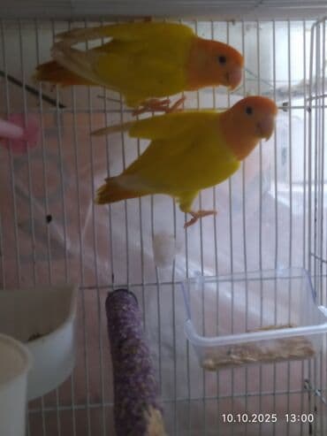 попугай ара цена: Salam Fişer və Nerazlucniklər satılır. tək tək 60 man cütü 100 man — 6