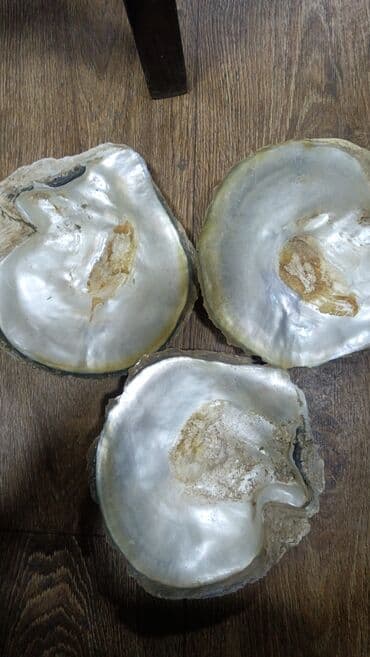 musiqi aletlerinin kreditle satisi: Sədəf məhdud sayda — 1