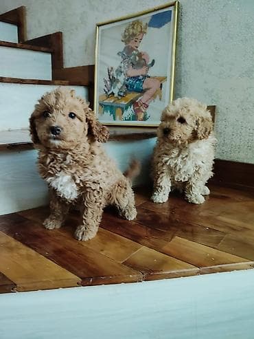 Птицы: Пудель — 5