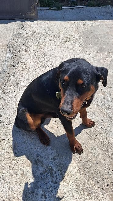 it sahiblenme: Doberman, 10 ay, Erkek — 8