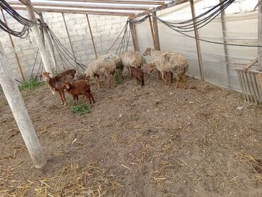 Dişi, Qala, il: 1, 50 kq, Damazlıq, Ünvandan götürmə