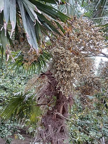 Trachycarpus fortunei (Yapon xurması, küləyə davamlı palma) –