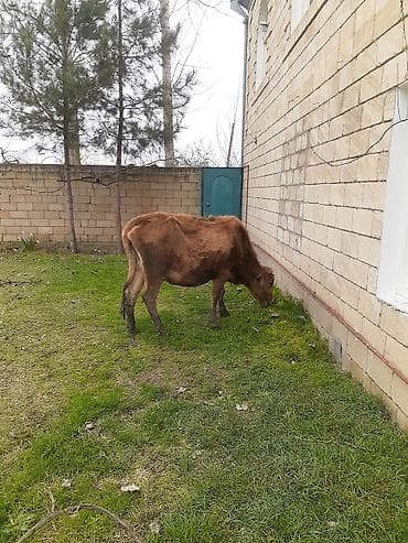 Dişi, il: 5, 300 kq, Damazlıq, Ünvandan götürmə