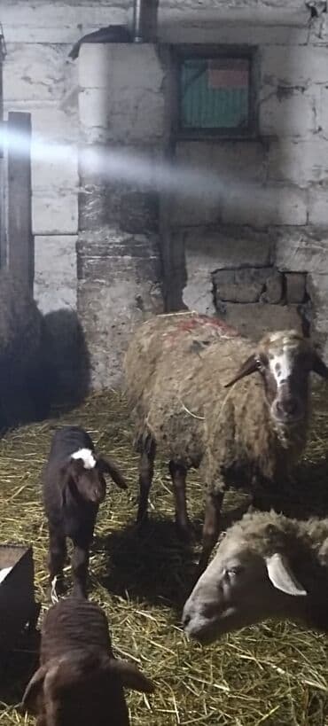 İtlər: Salam Aleykum qərdeşdər, Allah hamının malna bərəkət versin 68 baş — 3