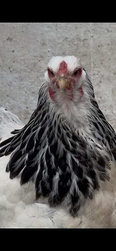 Quşlar: Toyuq, Brama, Damazlıq — 3