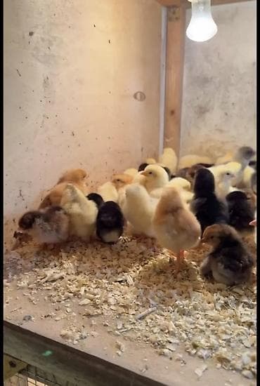 Heyvanlar üçün mallar: Ələ sort cüclər — 2