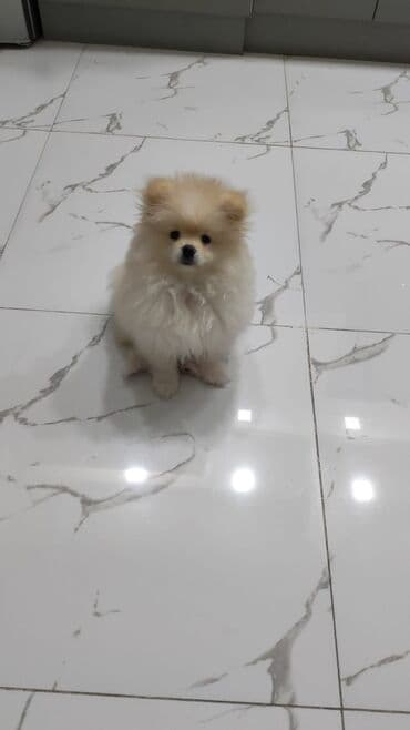 ən gözəl it adları: Şpitz, 5 ay, Dişi, Peyvəndli — 1