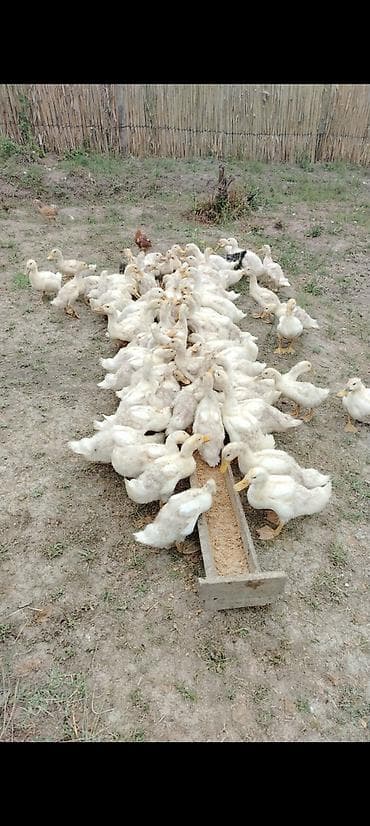 Salam ag pekin ordeyi bir klodan coxdu eti tam saglam ordeydiler lalafo.az -da Salam ag pekin ordeyi bir klodan coxdu eti tam saglam ordeydiler