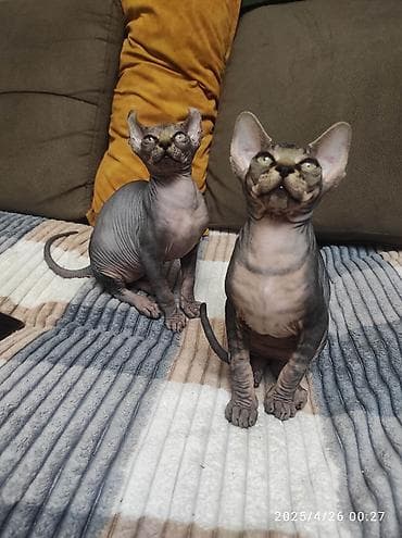 dişi dana: Sfinks, Erkək, Dişi — 3