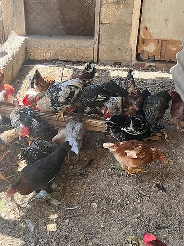 qus satisi: İlk günündən özüm böyütdüyüm heyvanlardi hər biri sağlamdir fərələr — 2