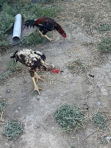 heleb kecileri satilir: Heyratılar satılır qiymet razılaşma yolu ilə — 8