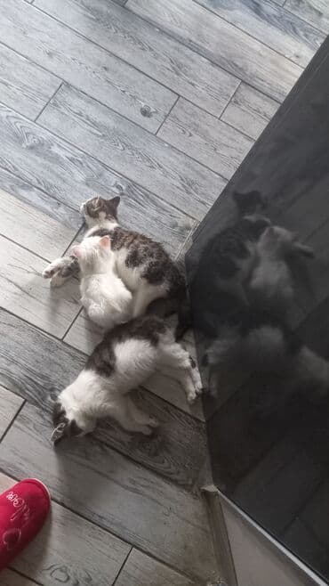 ən ucuz pişiklər: Yaxşı əllərə — 1