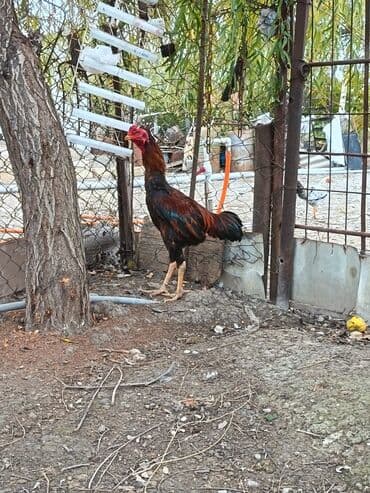 Heyratı beçə. 11 aylıqdı, iri heyvandı. Döyüşünə söz ola bilməz, çox