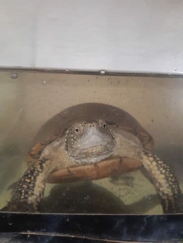 tap.az heyvanlar xacmaz: Su tısbağası – akvarium üçün - Növ: su tısbağası (yarı-sulu həyat — 2