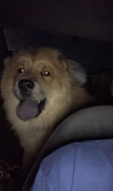 akita iti satilir: Çau-Çau, 1 il, Erkek — 2