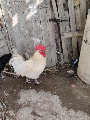 həyət qazı: Ağ rəngli avstrolop xoruz - Rəng: krem-ağ tüklər, iri qırmızı daraq — 5