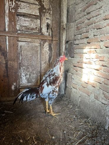 K/t heyvanları və malları: 7 ayna təzə keçib təzə təzə ban verir probu yoxdu real alıcıyla — 4