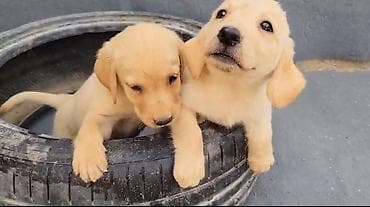 labrador satisi: Labrador-retriver, 2 ay, Peyvəndli, Ünvandan götürmə — 3