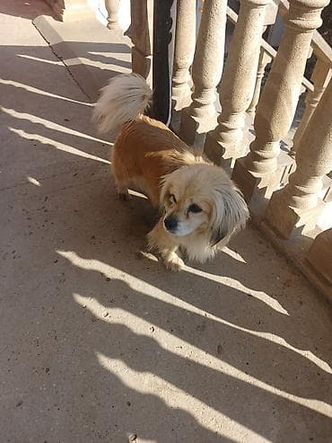 Gəmiricilər: Dişi, Peyvəndli — 3