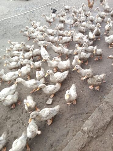 Mal: Ördək sürüsü Təsvir: - Böyük sayda gənc ördəklər – eyni