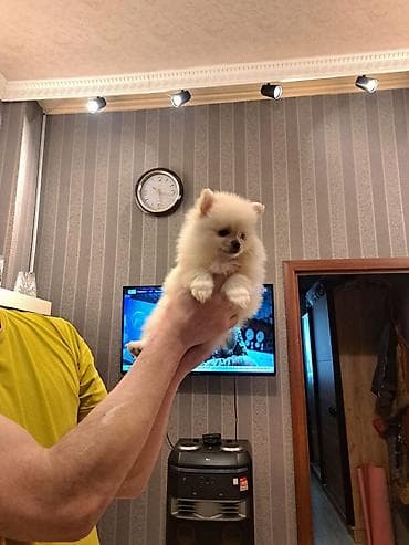 it adlari erkek: Şpitz — 6