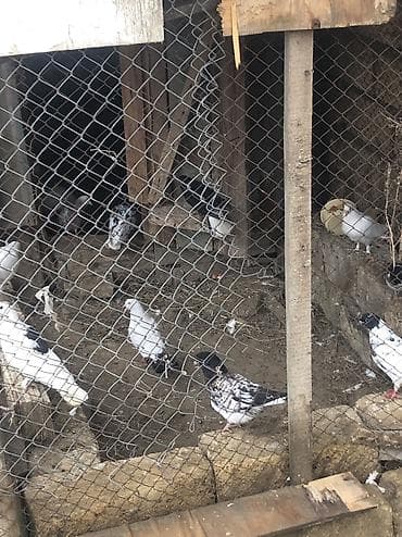 papuqay quş: Tergizme quslar satilir bir qusxana 
250 azn 35 dene qusdu — 1