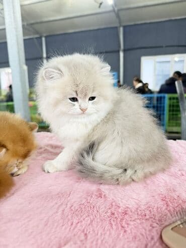 Gəmiricilər: Fars, Erkək, Dişi — 11