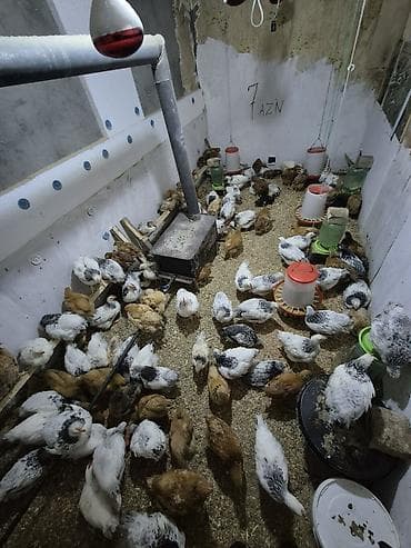 İtlər: Toyuq 40 günlük qiymət 7 azn çəkiləri 1 kqdan yuxarı Kürdəxanıda — 4