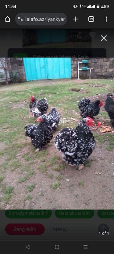 Lyankyar cinsindən olan bu toyuqlar dekorativ görünüşü və kiçik lalafo.az -da Lyankyar cinsindən olan bu toyuqlar dekorativ görünüşü və kiçik