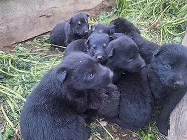 qanqal itleri: Alman çoban iti, Sənədli — 4