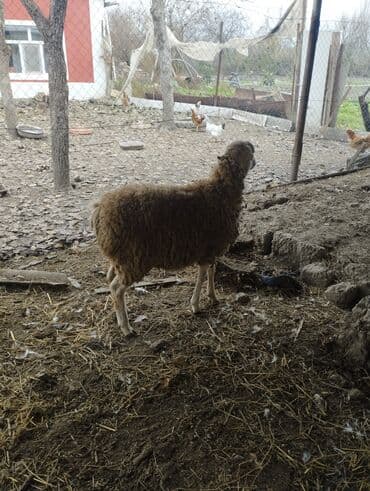 Gəmiricilər: Hər ikisi cins quzlaridir iksdə dişdir 5-6 aylıq quzlardir qiyməti — 12