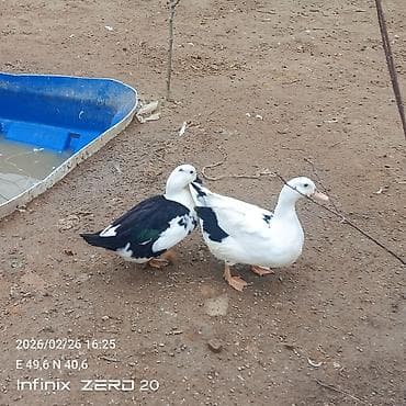 Gəmiricilər: Salam macar ördəklər bir erkəy iki dişi duşilər çox güman ki — 4