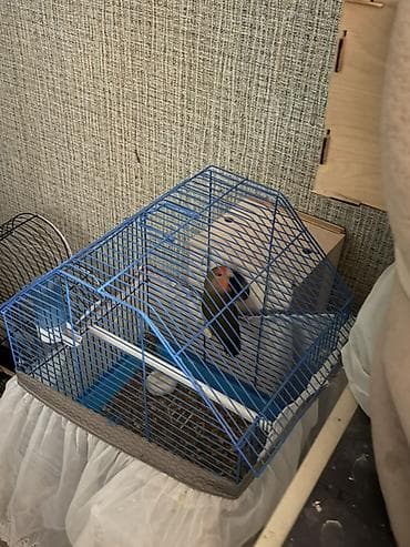 dana satişi: Hazir Biznes satilir tecili Nymphıl (kakadular) və sevda tutquşları – — 3