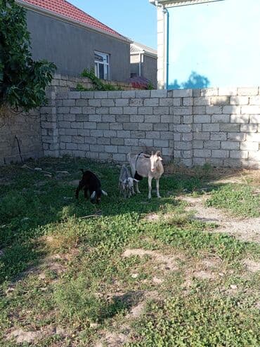 keçə: Dişi, Zanen, Hələb, il: 1, 50 kq, Südlük, Damazlıq, Ödənişli çatdırılma — 1
