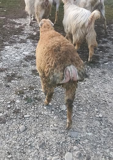 Əmilik quzular var 5 erkek 2 dişi ünvan ST Sumqayt