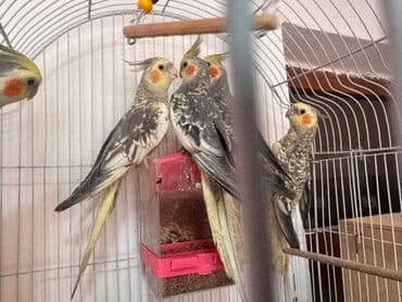 cücə qəfəsi: Nimfa (cockatiel) tutuquşuları – müxtəlif rənglərdə və naxışlarda - — 4