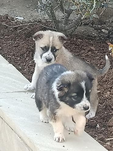 Quşlar: Qurdbasar, Peyvəndli — 2