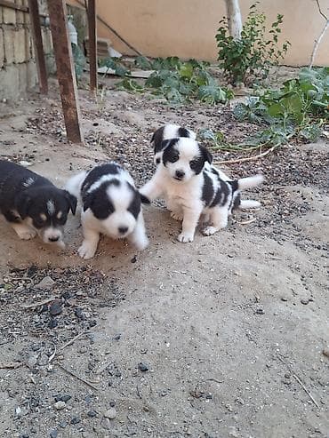 cau cau na prodaju: Zvonok, 2 ay, Erkek, Peyvəndli, Ünvandan götürmə — 1