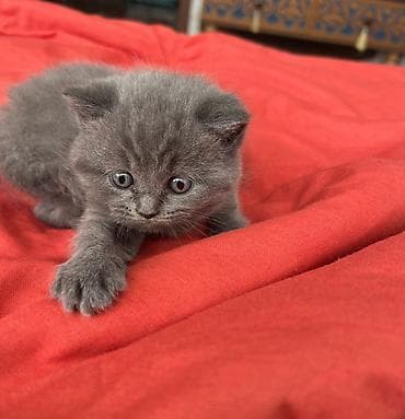 1 azn pişik: Britan, Erkək, Dişi, Yaxşı əllərə, Ünvandan götürmə — 5