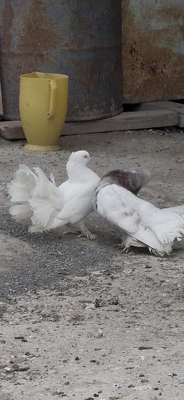 heyvanlar quslar: London povlinleri ve delfin erkey satilir ciddi alicilar yazsin — 5