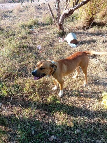 pitbul itler: Питбуль, 6 месяцев, Самец, С прививками — 1