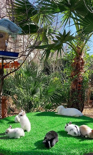 Птицы: Wekilde gorduyunuz mini Xolandski loplar satilir muxtelif renglerdedi — 4