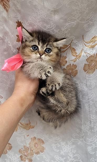 elektrik yuvası: Britan — 6